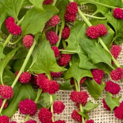 Aardbeispinazie