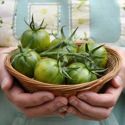 Cherrytomaat Abracazebra
