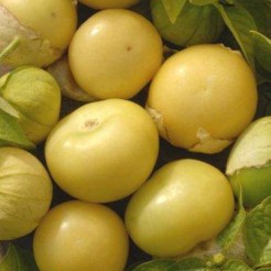 Tomatillo Amarilla