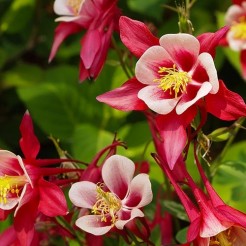 Crimson Star