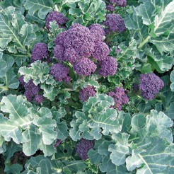 Broccoli Summer Purple