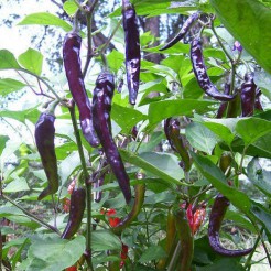 Cayenne Purple