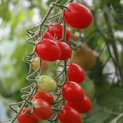 Cherry Roma