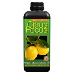 Citrus Focus