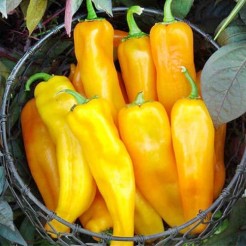 Corno di Toro Giallo