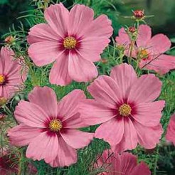 Cosmea Gloria