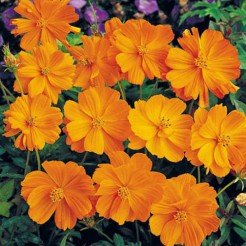 Cosmea Sunset Orange