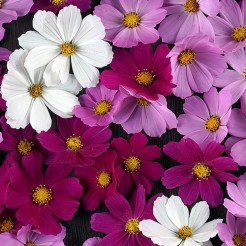 Cosmea Tetra Versailles gemengd