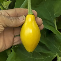 Golden Zucchini F1