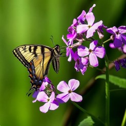 Damastbloem Violet