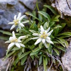 Edelweiss