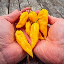 Fatalii