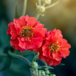 Geum Mrs. Bradshaw