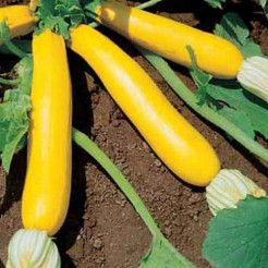 Golden Zucchini F1