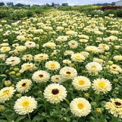 Goudsbloem Ivory Princess