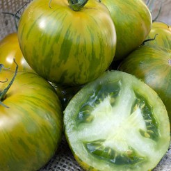 Green Zebra