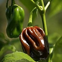 Peper Habanero Chocolate