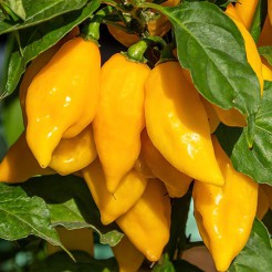 Habanero Lemon