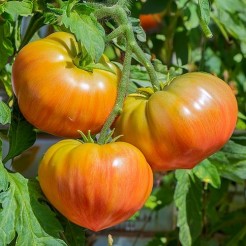 Coeur de Boeuf