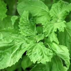 Shiso, Japanse Basilicum groen
