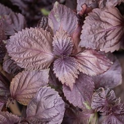 Basilicum, Japanse (Shiso rood)