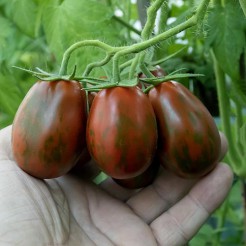 San Marzano 2 