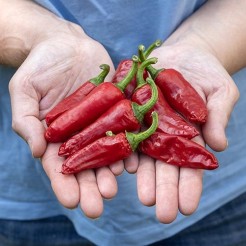 Piment de Bresse