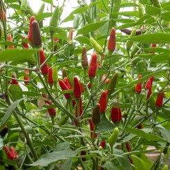 Piri Piri