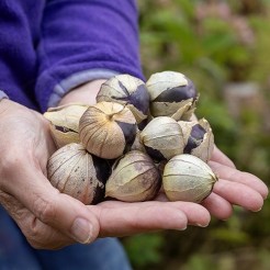 Tomatillo Purple