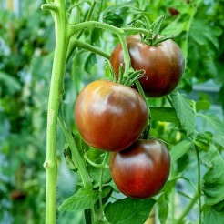 Black Krim
