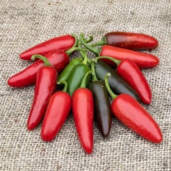Tam Jalapeno