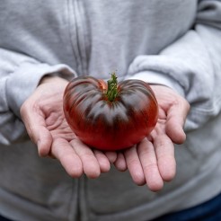 A Grappoli de Inverno