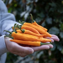 Cayenne Orange