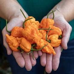 Peper Fried Chicken