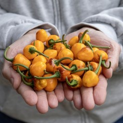 Potpeper Golden Nugget