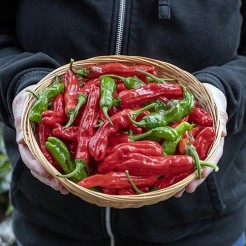 Peper Shishisto