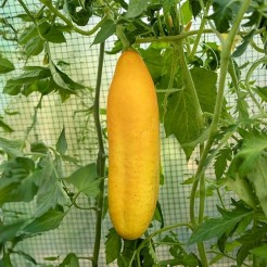 Kaskomkommer Telegraph