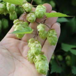 Hop plant 