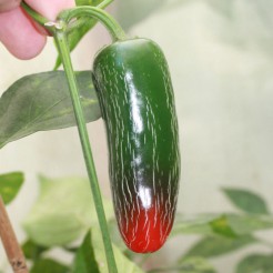 Jalapeno Biker Billy