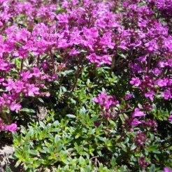 Kruiden Kruiptijm "Creeping red" plant