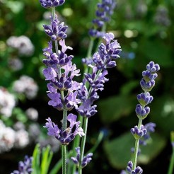 Lavendel "Think Twice" plant