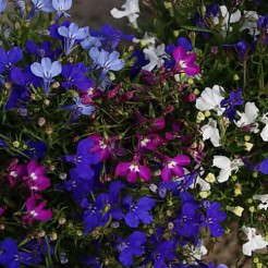 Lobelia String of Pearls mixed