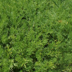 Kruiden Loopkamille plant