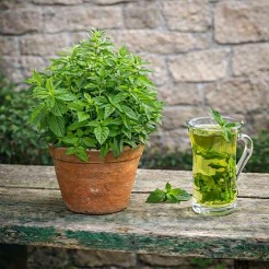 Marokaanse Kruizemunt