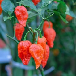 Naga Morich
