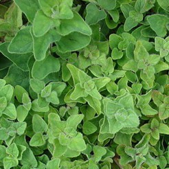 Oregano Griekse