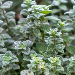 Syrische Oregano