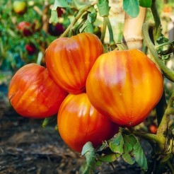 Coeur de Boeuf