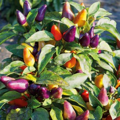 Peper Aurora