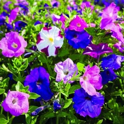 Petunia Nana comtpacta gemengd